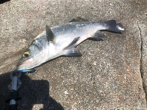 ヒラスズキの釣果