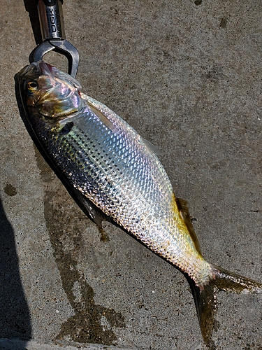 コノシロの釣果