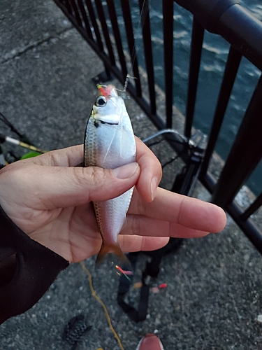 コノシロの釣果