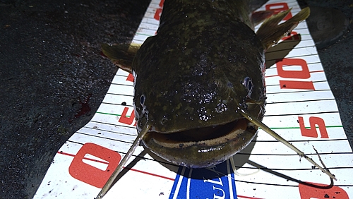 ナマズの釣果