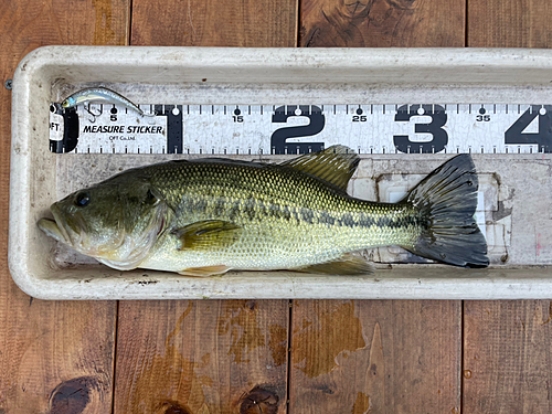 ブラックバスの釣果