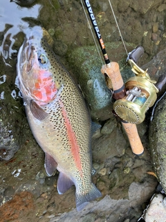 ニジマスの釣果