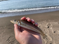 シロギスの釣果