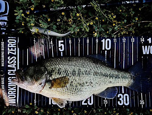 ブラックバスの釣果