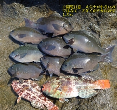 オナガグレの釣果