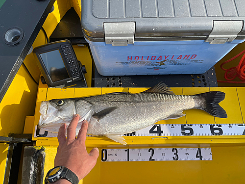 スズキの釣果