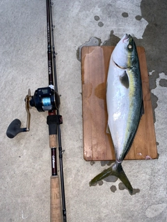 ハマチの釣果