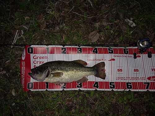 ブラックバスの釣果