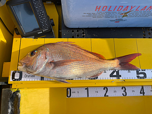 マダイの釣果