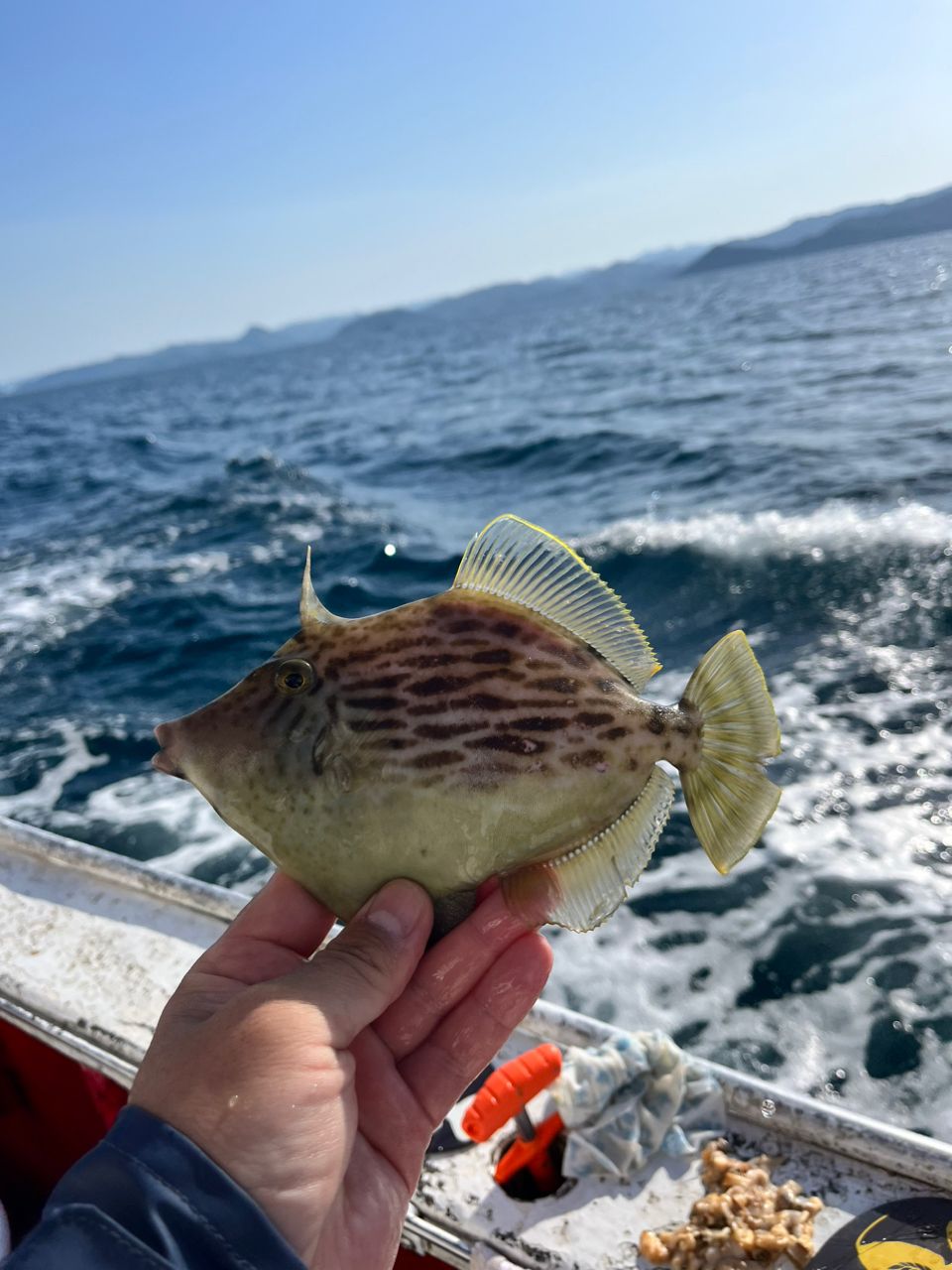 タッチーさんの釣果 2枚目の画像