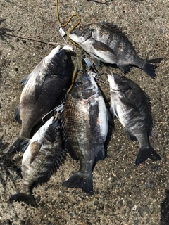 チヌの釣果