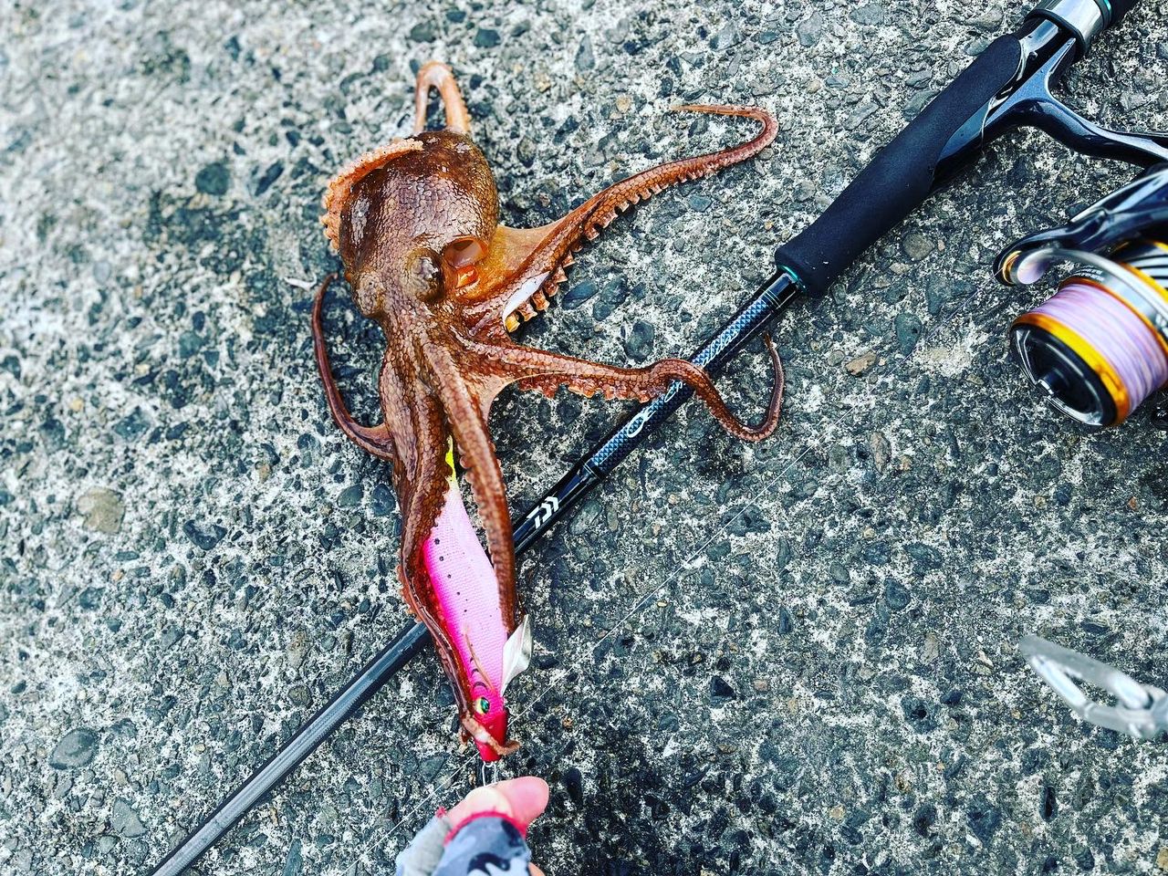 タコ