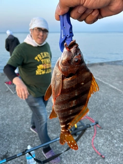 タカノハダイの釣果