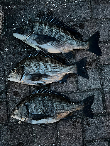 チヌの釣果