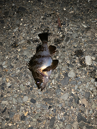 メバルの釣果