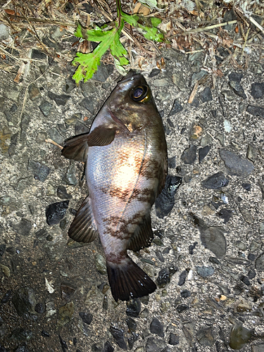 メバルの釣果