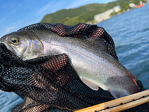 ニジマスの釣果