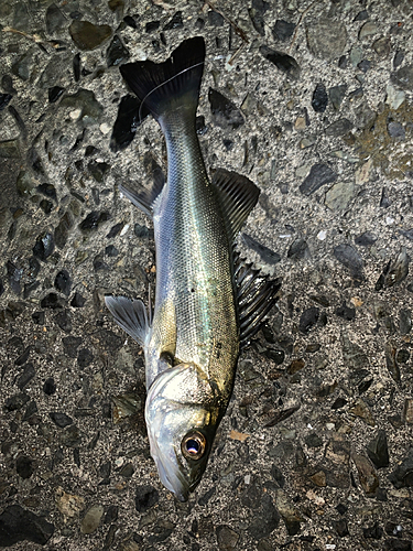 セイゴ（マルスズキ）の釣果