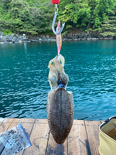 コウイカの釣果