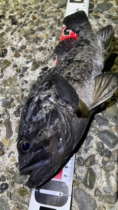 クロソイの釣果