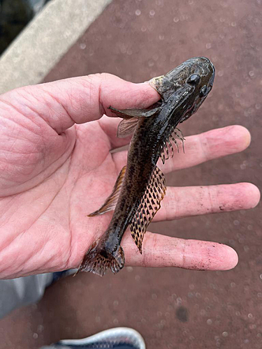 マハゼの釣果