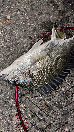 チヌの釣果