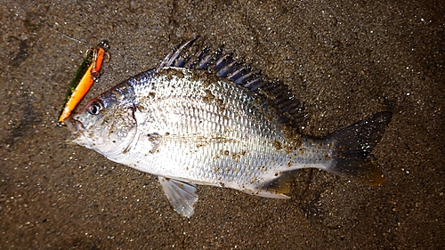 キビレの釣果