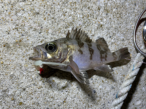 メバルの釣果