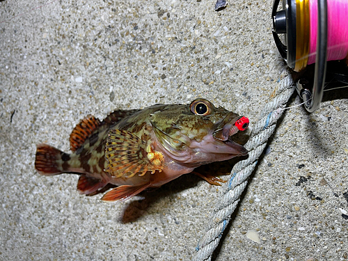 アラカブの釣果