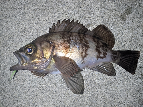 メバルの釣果