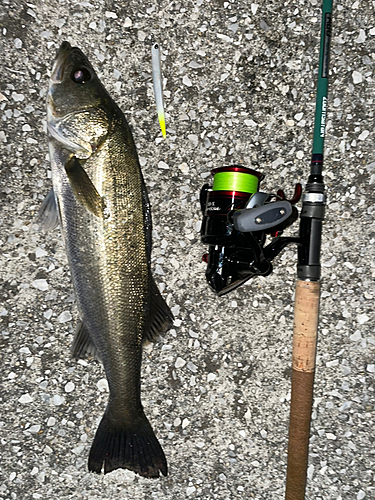 シーバスの釣果