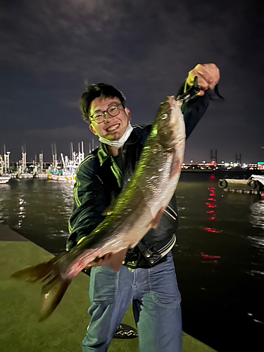 マルタウグイの釣果