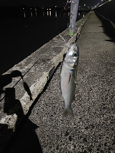 ボラの釣果