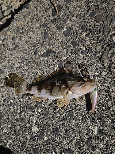 タケノコメバルの釣果