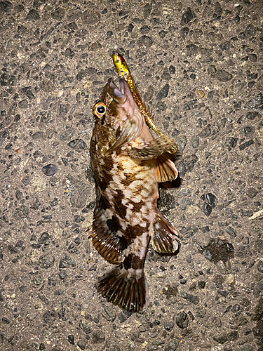 カサゴの釣果