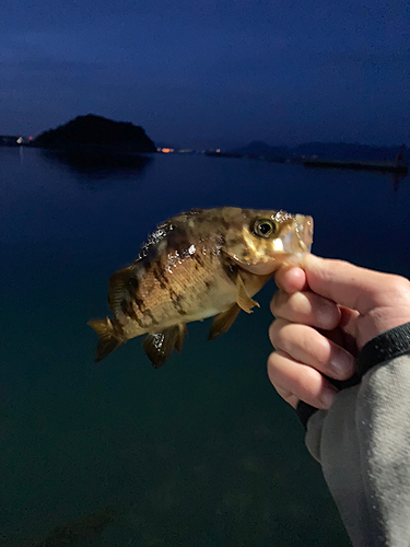 クロメバルの釣果