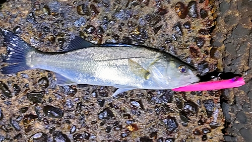 セイゴ（マルスズキ）の釣果