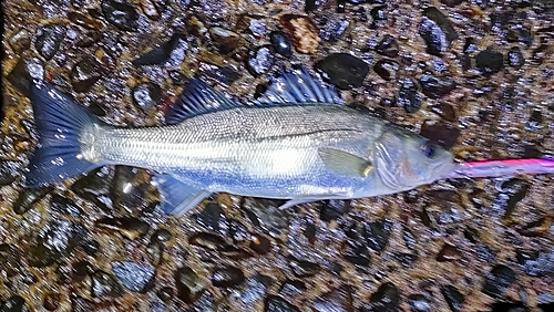 セイゴ（マルスズキ）の釣果