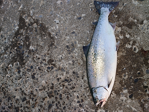 サクラマスの釣果