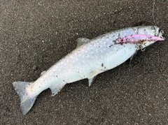 アメマスの釣果