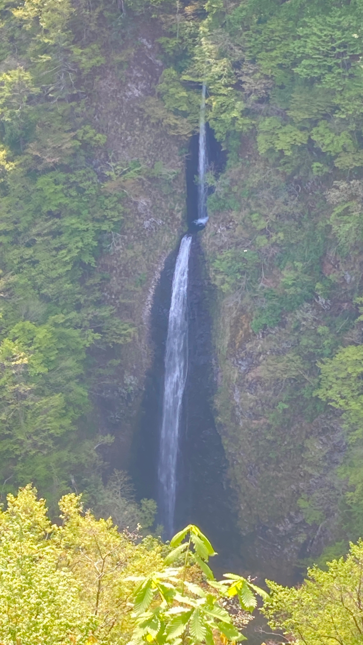 イワナ