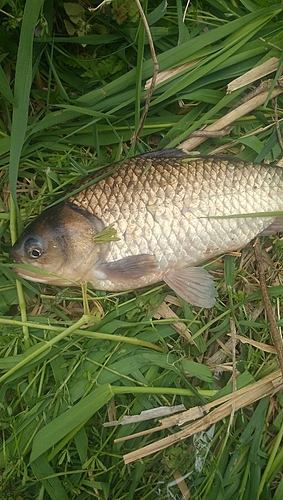 フナの釣果