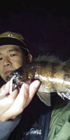 シロメバルの釣果