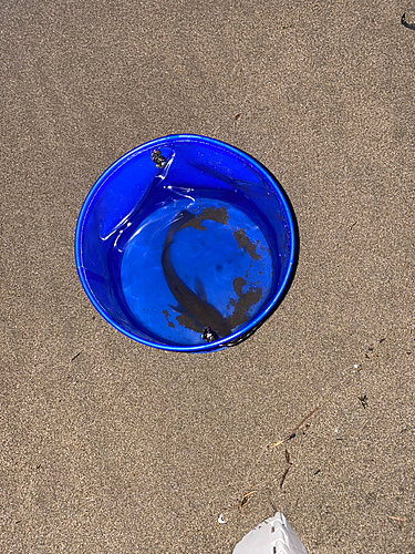 イシモチの釣果