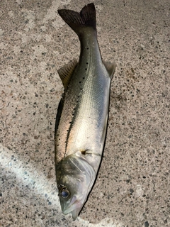 セイゴ（マルスズキ）の釣果