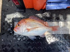 レンコダイの釣果