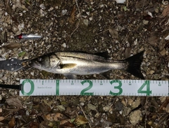 シーバスの釣果