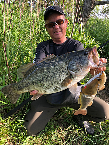 ブラックバスの釣果