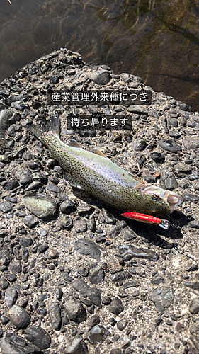 ニジマスの釣果