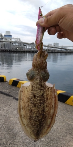 コウイカの釣果